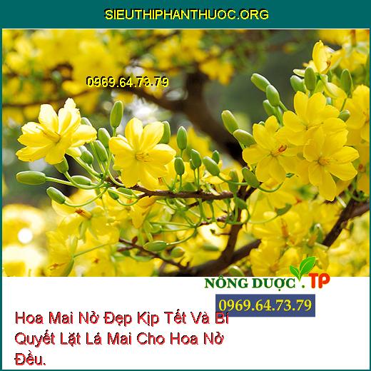 Hoa Mai Nở Đẹp Kịp Tết Và Bí Quyết Lặt Lá Mai Cho Hoa Nở Đều.