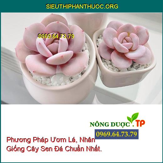 Phương Pháp Ươm Lá, Nhân Giống Cây Sen Đá Chuẩn Nhất.