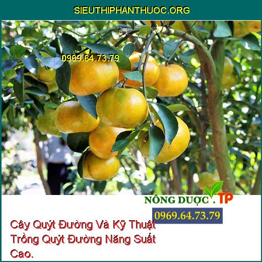 Cây Quýt Đường Và Kỹ Thuật Trồng Quýt Đường Năng Suất Cao.