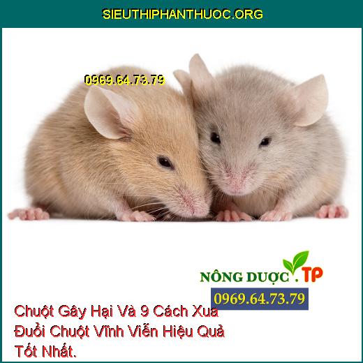 Chuột Gây Hại Và 9 Cách Xua Đuổi Chuột Vĩnh Viễn Hiệu Quả Tốt Nhất.