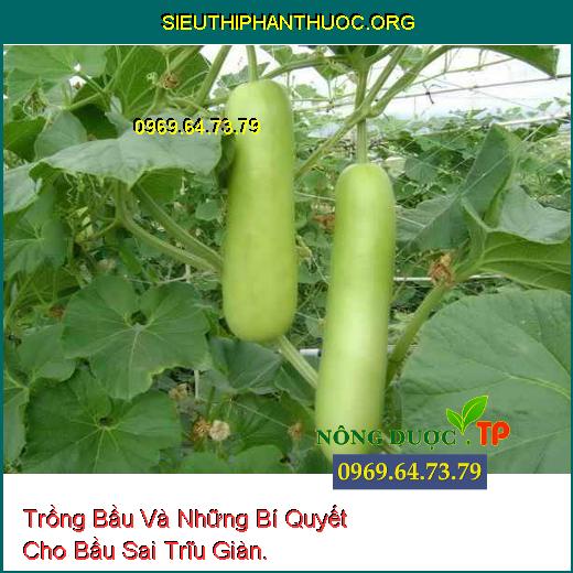 Trồng Bầu Và Những Bí Quyết Cho Bầu Sai Trĩu Giàn.