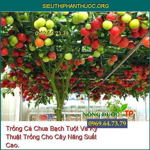 Trồng Cà Chua Bạch Tuột Và Kỹ Thuật Trồng Cho Cây Năng Suất Cao.