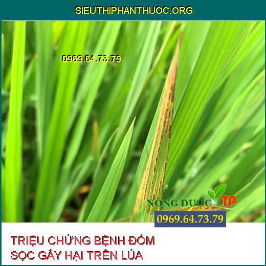 BỆNH ĐỐM SỌC