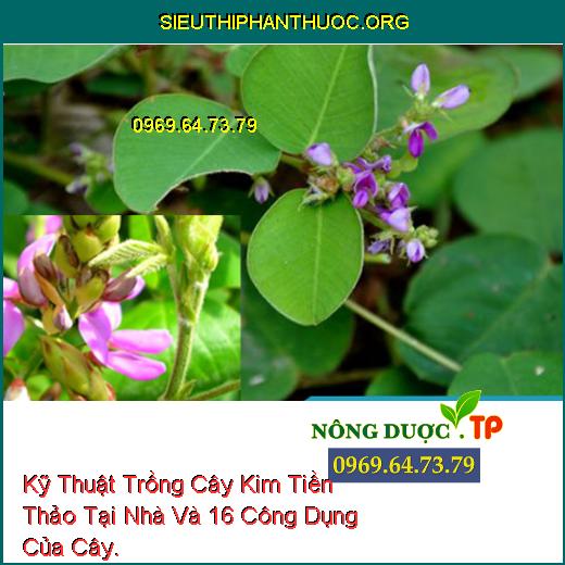 Kỹ Thuật Trồng Cây Kim Tiền Thảo Tại Nhà Và 16 Công Dụng Của Cây.