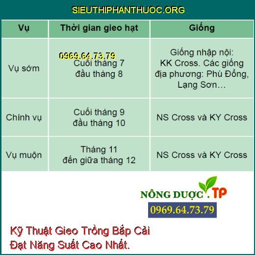 Kỹ Thuật Gieo Trồng Bắp Cải Đạt Năng Suất Cao Nhất.