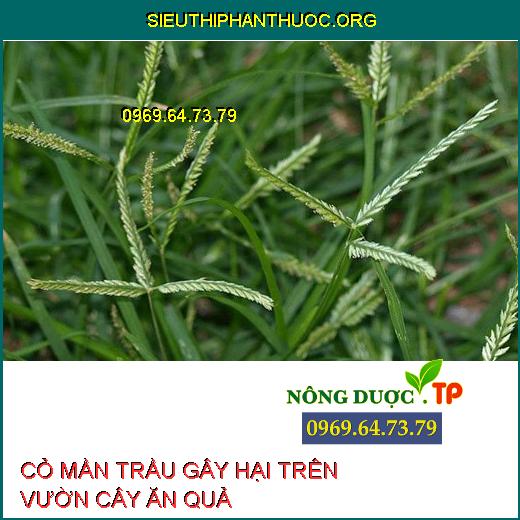 CỎ MẦN TRẦU