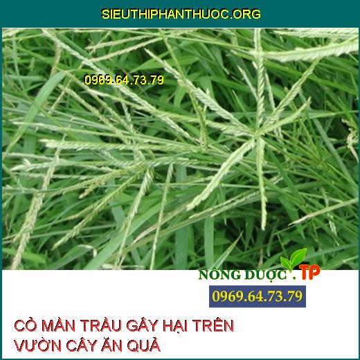 CỎ MẦN TRẦU