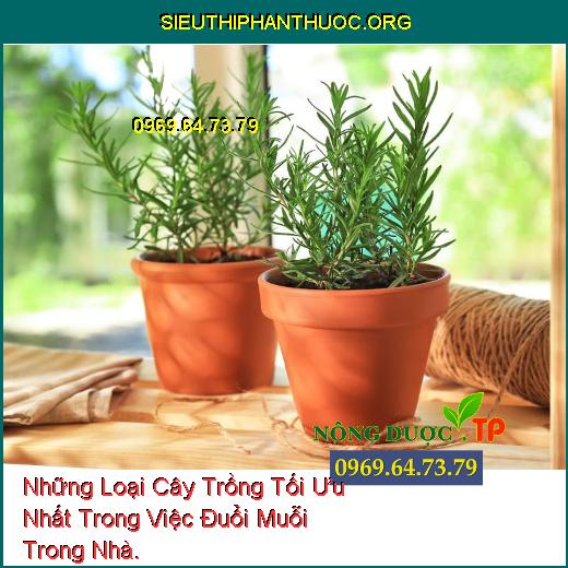 Những Loại Cây Trồng Tối Ưu Nhất Trong Việc Đuổi Muỗi Trong Nhà.