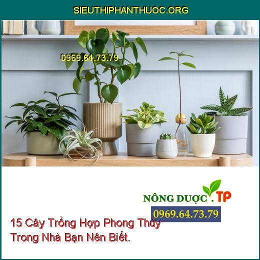 15 Cây Trồng Hợp Phong Thủy Trong Nhà Bạn Nên Biết.