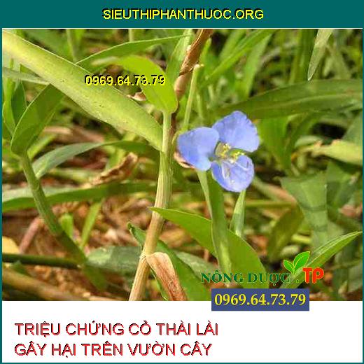 CỎ THÀI LÀI