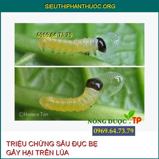 SÂU ĐỤC BẸ HẠI LÚA