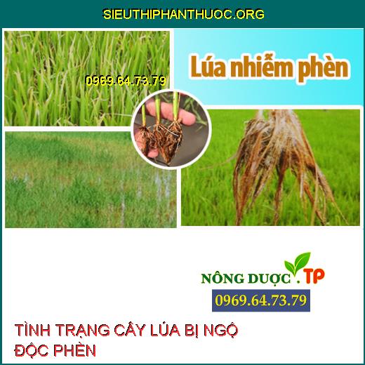 NGỘ ĐỘC PHÈN