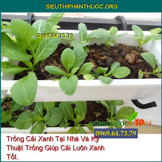 Trồng Cải Xanh Tại Nhà Và Kỹ Thuật Trồng Giúp Cải Luôn Xanh Tốt.