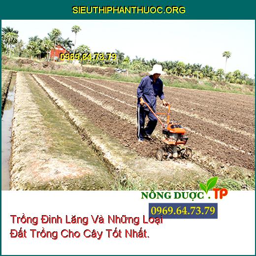 Trồng Đinh Lăng Và Những Loại Đất Trồng Cho Cây Tốt Nhất.