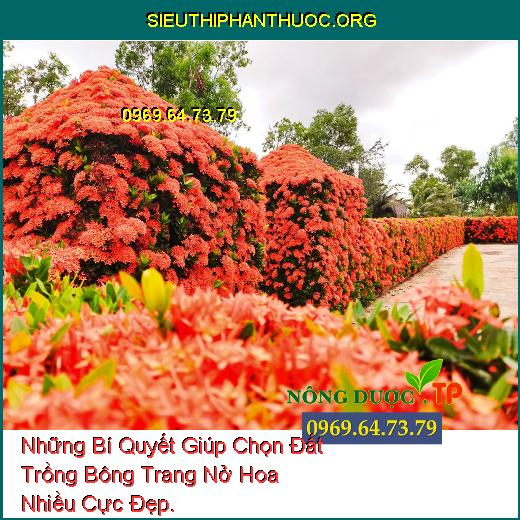 Những Bí Quyết Giúp Chọn Đất Trồng Bông Trang Nở Hoa Nhiều Cực Đẹp.