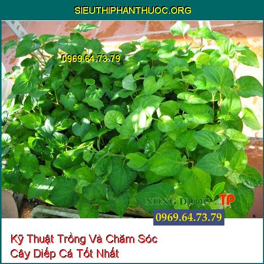 Kỹ Thuật Trồng Và Chăm Sóc Cây Diếp Cá Tốt Nhất