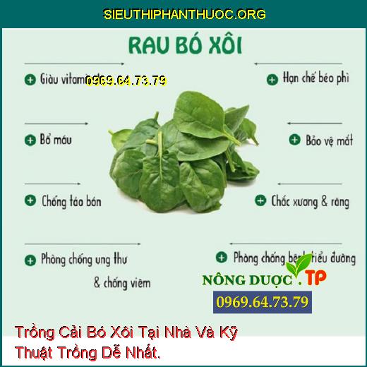 Trồng Cải Bó Xôi Tại Nhà Và Kỹ Thuật Trồng Dễ Nhất.