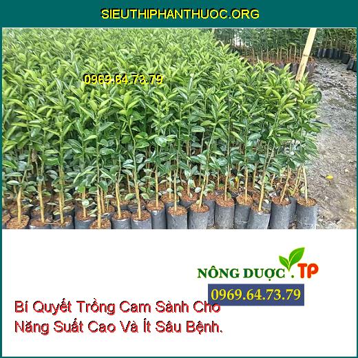 Bí Quyết Trồng Cam Sành Cho Năng Suất Cao Và Ít Sâu Bệnh.