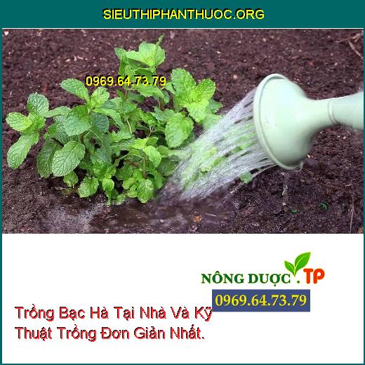 Trồng Bạc Hà Tại Nhà Và Kỹ Thuật Trồng Đơn Giản Nhất.