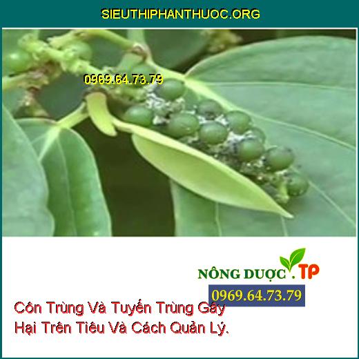 Hình 1: Tuyến trùng gây bướu rễ tiêu.