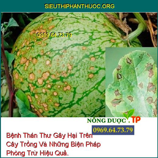 Bệnh Thán Thư Gây Hại Trên Cây Trồng Và Những Biện Pháp Phòng Trừ Hiệu Quả.