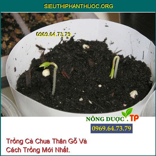 Trồng Cà Chua Thân Gỗ Và Cách Trồng Mới Nhất.