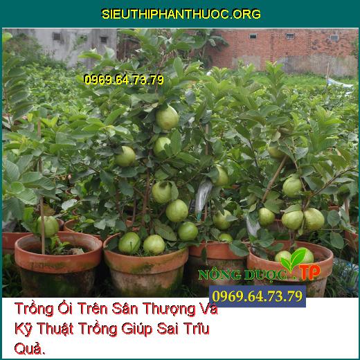 Trồng Ổi Trên Sân Thượng Và Kỹ Thuật Trồng Giúp Sai Trĩu Quả.