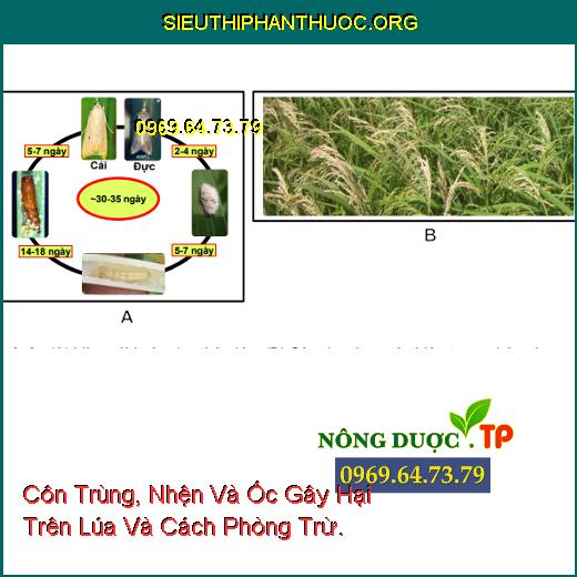 Côn Trùng, Nhện Và Ốc Gây Hại Trên Lúa Và Cách Phòng Trừ.