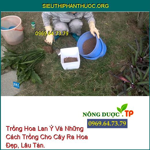 Trồng Hoa Lan Ý Và Những Cách Trồng Cho Cây Ra Hoa Đẹp, Lâu Tàn.