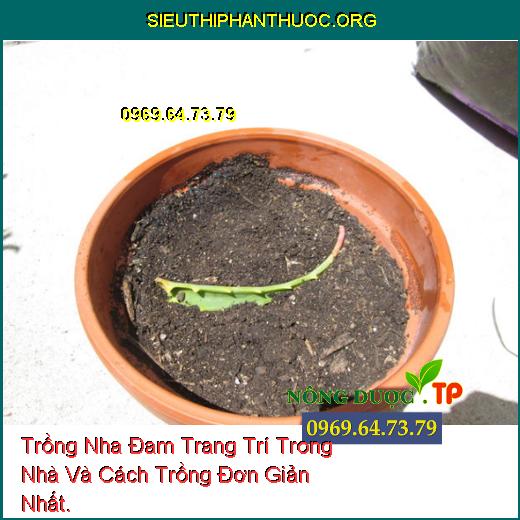 Trồng Nha Đam Trang Trí Trong Nhà Và Cách Trồng Đơn Giản Nhất.