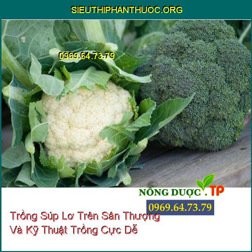 Trồng Súp Lơ Trên Sân Thượng Và Kỹ Thuật Trồng Cực Dễ