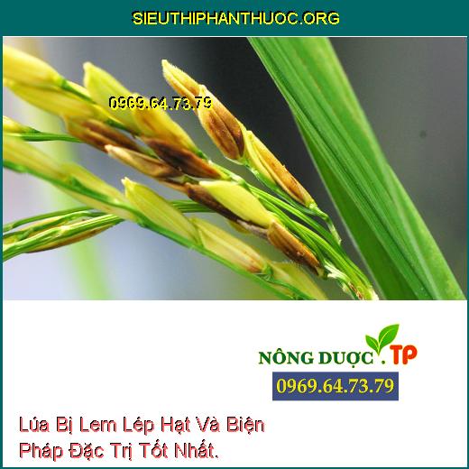 Lúa Bị Lem Lép Hạt Và Biện Pháp Đặc Trị Tốt Nhất.