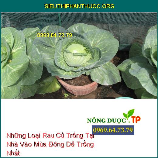 Những Loại Rau Củ Trồng Tại Nhà Vào Mùa Đông Dễ Trồng Nhất.