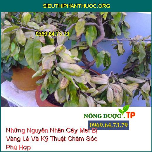 Nhưng Nguyên Nhân Cây Mai Bị Vàng Lá Và Kỹ Thuật Chăm Sóc Phù Hợp