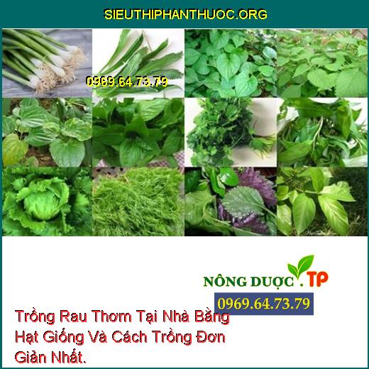 Trồng Rau Thơm Tại Nhà Bằng Hạt Giống Và Cách Trồng Đơn Giản Nhất.