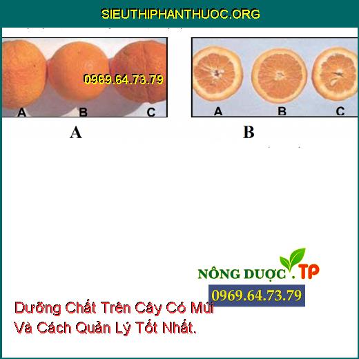 Dưỡng Chất Trên Cây Có Múi Và Cách Quản Lý Tốt Nhất.