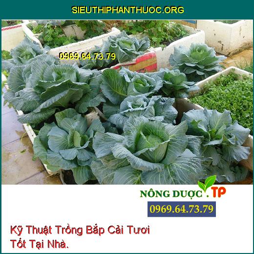 Kỹ Thuật Trồng Bắp Cải Tươi Tốt Tại Nhà.