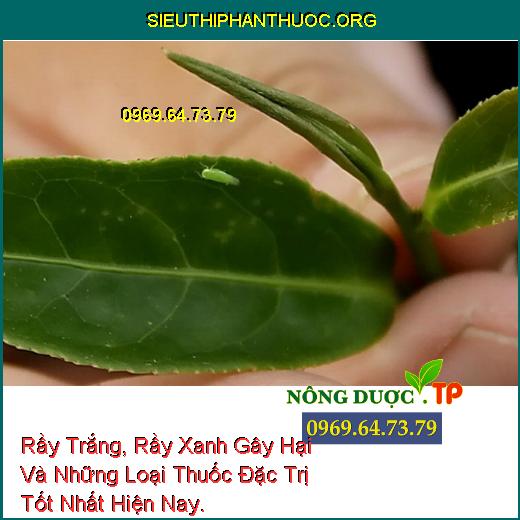 Rầy Trắng, Rầy Xanh Gây Hại Và Những Loại Thuốc Đặc Trị Tốt Nhất Hiện Nay.