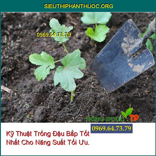 Kỹ Thuật Trồng Đậu Bắp Tốt Nhất Cho Năng Suất Tối Ưu.