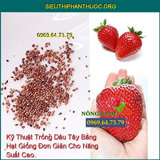 Kỹ Thuật Trồng Dâu Tây Bằng Hạt Giống Đơn Giản Cho Năng Suất Cao.