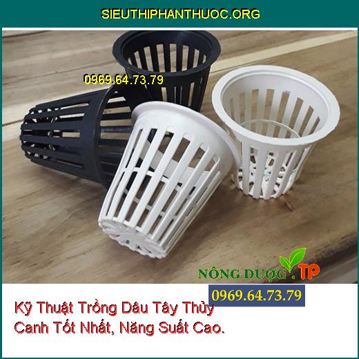 Kỹ Thuật Trồng Dâu Tây Thủy Canh Tốt Nhất, Năng Suất Cao.