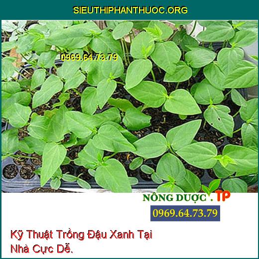 Kỹ Thuật Trồng Đậu Xanh Tại Nhà Cực Dễ.