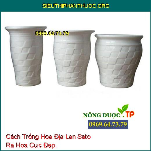 Cách Trồng Hoa Địa Lan Sato Ra Hoa Cực Đẹp.