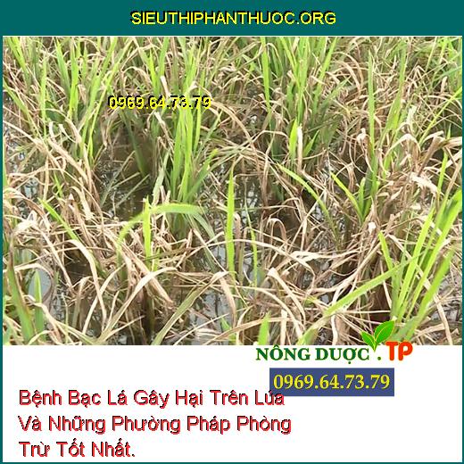 Bệnh Bạc Lá Gây Hại Trên Lúa Và Những Phường Pháp Phòng Trừ Tốt Nhất.