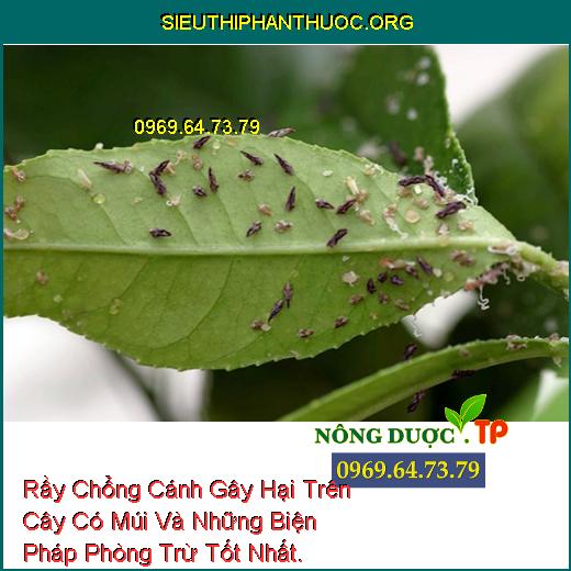 Rầy Chổng Cánh Gây Hại Trên Cây Có Múi Và Những Biện Pháp Phòng Trừ Tốt Nhất.