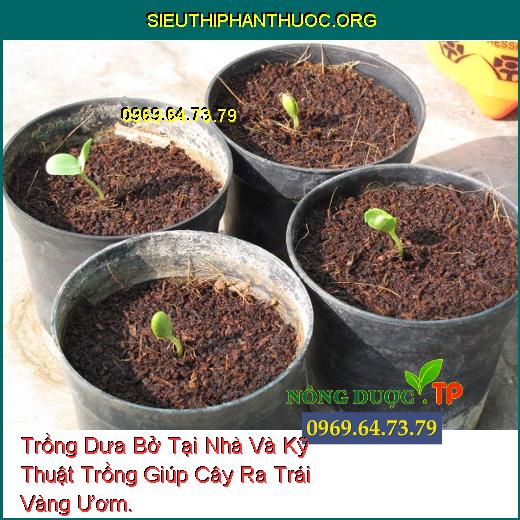 Trồng Dưa Bở Tại Nhà Và Kỹ Thuật Trồng Giúp Cây Ra Trái Vàng Ươm.