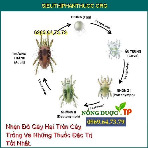 Nhện Đỏ Gây Hại Trên Cây Trồng Và Những Thuốc Đặc Trị Tốt Nhất.