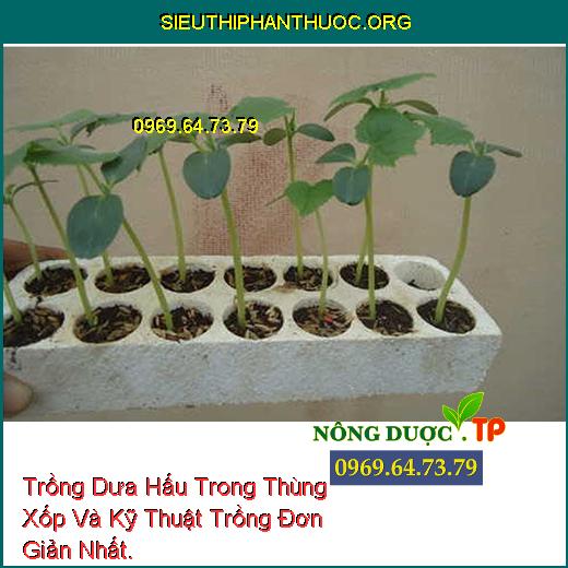 Trồng Dưa Hấu Trong Thùng Xốp Và Kỹ Thuật Trồng Đơn Giản Nhất.