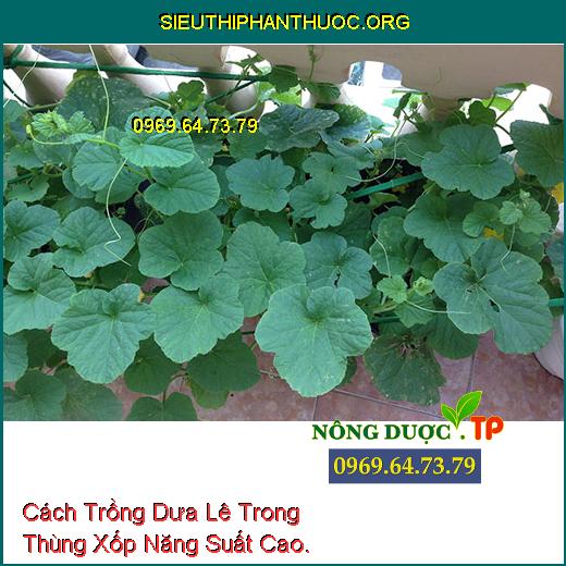 Kỹ thuật trồng dưa lê trong thùng xốp