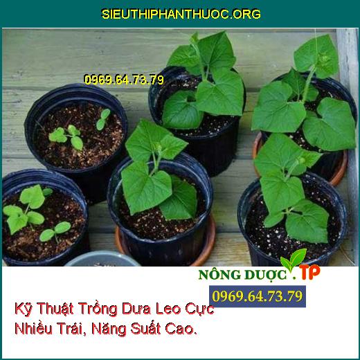 Kỹ Thuật Trồng Dưa Leo Cực Nhiều Trái, Năng Suất Cao.